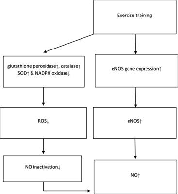 Effect of exercise training on nitric oxide and nitrate/nitrite (NOx) production: A systematic review and meta-analysis